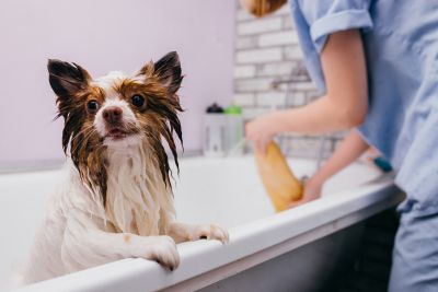 Pet Grooming and Pet Sitting Insurance in El Cajon, CA by Domingo Jimenez Insurance