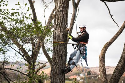 Tree Trimming Insurance in El Cajon, CA by Domingo Jimenez Insurance